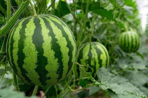 六月吃瓜,一场别开生面的夏日“吃瓜”盛宴