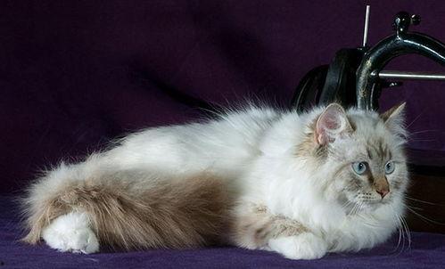 法国猫舍吃瓜,揭秘猫咪界的“吃瓜群众”