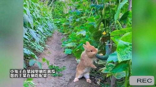 菜园吃瓜小技巧,轻松掌握小技巧，美味尽享！