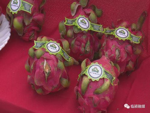 石桥乡吃瓜比赛,吃瓜大赛欢乐上演