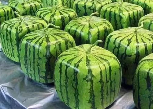 吃瓜名字的由来,揭秘“吃瓜群众”名字的诞生之谜