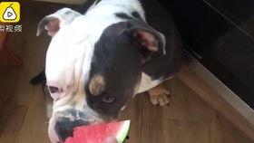 狗吃红瓜,狗狗的美食冒险之旅