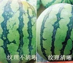 水星圈圈吃瓜买药,吃瓜买药，揭秘娱乐圈背后的故事