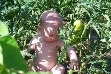 罗曼小镇吃瓜,瓜田里的浪漫邂逅