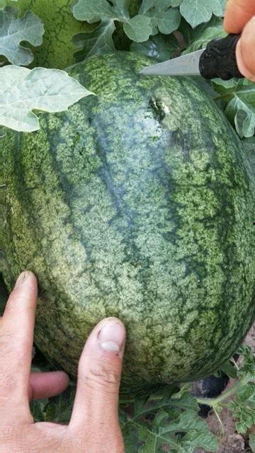 沙瓜谁爱吃谁吃,谁爱吃谁吃，揭秘夏日消暑美食之战