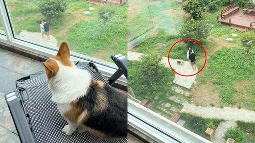 狗吃瓜看人吵架,趣味视角下的社会百态