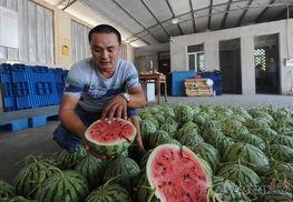 保定朱庄吃瓜事件,一场引发热议的乡村冲突