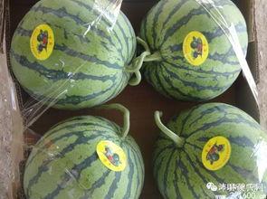 沛县吃瓜视频,揭秘当地特色美食背后的故事