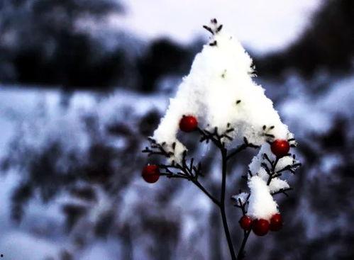 吃瓜群众运雪,一场别开生面的冬日奇遇