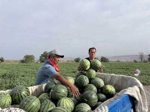 夏天吃瓜拍照田园,捕捉瓜果飘香时光