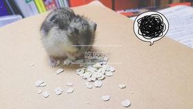 仓鼠吃瓜音乐,萌宠与音乐的奇妙碰撞