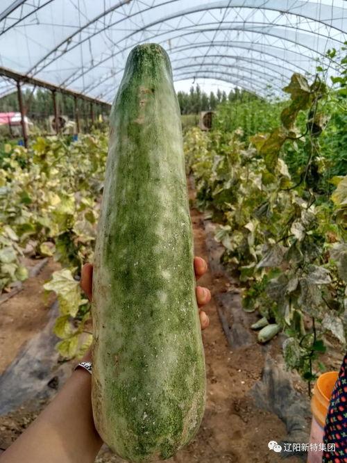 带你吃瓜满级,揭秘娱乐圈幕后风云