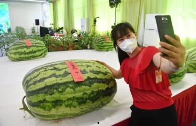 接庄吃瓜,揭秘网络社交新潮流