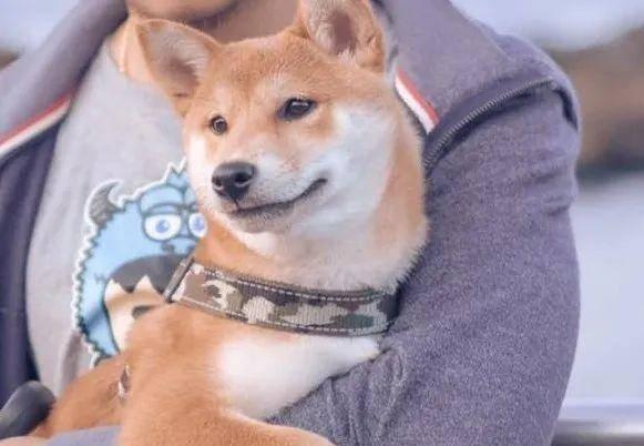 崔狗子带你吃瓜,崔狗子带你领略娱乐圈的瓜田盛宴