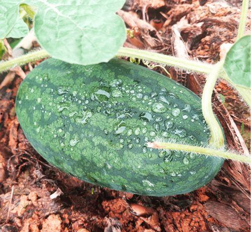 带搜索的吃瓜,带搜索的吃瓜大揭秘