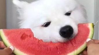 吃瓜群众萨摩耶,揭秘吃瓜群众的趣味生活