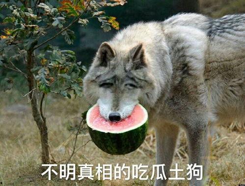 只吃瓜不吵架,只吃瓜不吵架的趣味生活