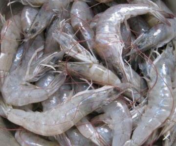 瓠子瓜可以烙饼吃吗,烙饼新食材探索